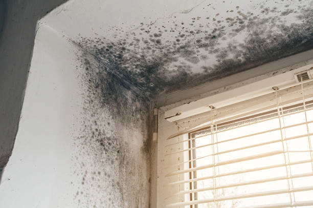 Affordable Mold Inspection And Testing solutions in Passaic, NJ
